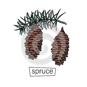 Hand drawn spruce cone branch sketch for decorative design. Nature background vector. Botany decor. Vintage, retro
