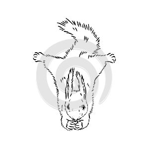 Hand drawn squirrel. Retro realistic animal isolated. Vintage style. Doodle line graphic design. Black and white drawing