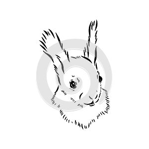 Hand drawn squirrel. Retro realistic animal isolated. Vintage style. Doodle line graphic design. Black and white drawing