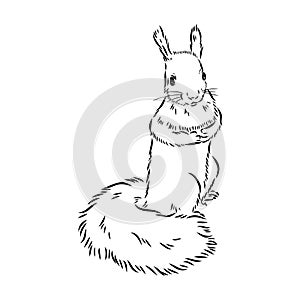 Hand drawn squirrel. Retro realistic animal isolated. Vintage style. Doodle line graphic design. Black and white drawing