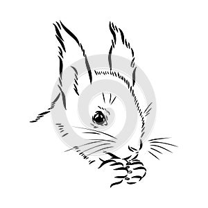 Hand drawn squirrel. Retro realistic animal isolated. Vintage style. Doodle line graphic design. Black and white drawing