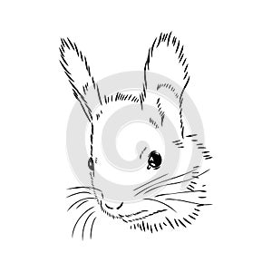 Hand drawn squirrel. Retro realistic animal isolated. Vintage style. Doodle line graphic design. Black and white drawing