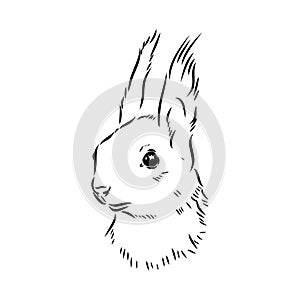 Hand drawn squirrel. Retro realistic animal isolated. Vintage style. Doodle line graphic design. Black and white drawing