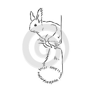 Hand drawn squirrel. Retro realistic animal isolated. Vintage style. Doodle line graphic design. Black and white drawing