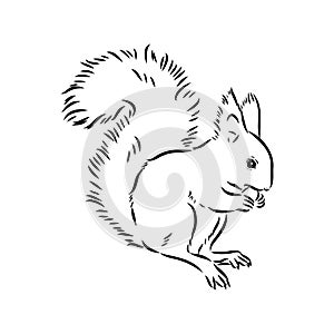 Hand drawn squirrel. Retro realistic animal isolated. Vintage style. Doodle line graphic design. Black and white drawing