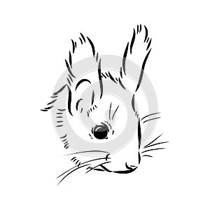 Hand drawn squirrel. Retro realistic animal isolated. Vintage style. Doodle line graphic design. Black and white drawing