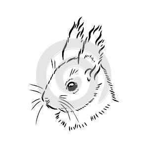 Hand drawn squirrel. Retro realistic animal isolated. Vintage style. Doodle line graphic design. Black and white drawing