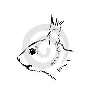 Hand drawn squirrel. Retro realistic animal isolated. Vintage style. Doodle line graphic design. Black and white drawing