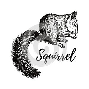 Hand drawn squirrel sketch, realistic animal isolated