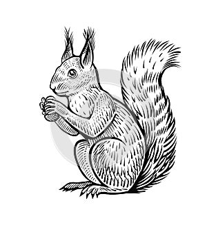 Hand drawn squirrel, vector illustration. Vintage sketch of forest animal.