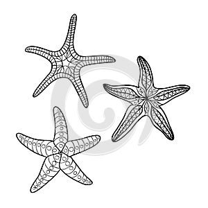 Hand drawn starfish in black outline on off-white background