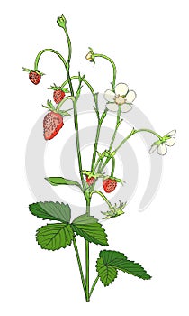 Hand drawn Strawberry isolated on white.