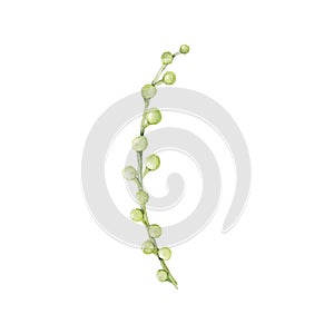 Hand drawn string of pearls succulent