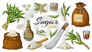 Hand drawn sugarcane and rum. Colored vintage alcoholic beverages and sugar plants canes and leaves. Vector isolated set