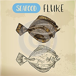 Sketch of fluke or summer flounder photo