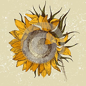 Hand drawn sunflower