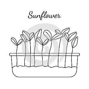 Hand drawn sunflower micro greens. Vector illustration in sketch style isolated on white background.