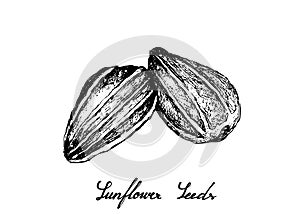 Hand Drawn of Sunflower Seeds on White Background