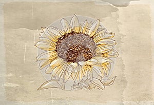 Hand drawn sunflower sketch on old paper background. Vector illustration. photo
