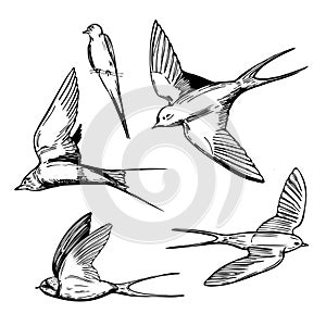 Hand drawn swallows. Vector sketch  illustration