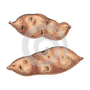 Hand drawn sweet potato isolated on the white background