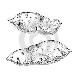 Hand drawn sweet potato isolated on the white background