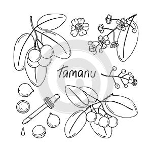 Hand drawn tamanu plant sketch photo