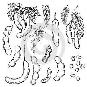 Hand drawn Tamarind Tamarindus indica. Vector  sketch illustration