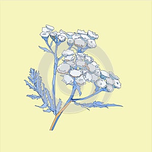 Hand drawn tansy in light blue colores