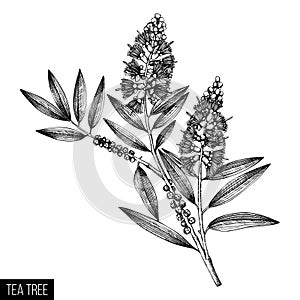 Hand drawn tea tree tea olive sketches on white background. Cosmetics and medical myrtle plant. Vector cajeput tree botanical dr