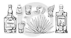 Hand drawn tequila. Agave alcohol drink with bottle. Shot glass and salt shaker. Lemon and succulent plant. Retro Mexican beverage