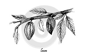 Hand Drawn of Theobroma Cacao Fruits on Tree Bunch