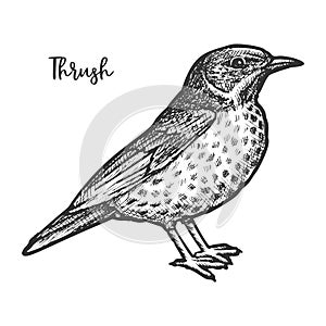 Hand drawn thrush or turdidae animal sketch. photo