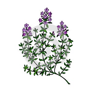 Hand drawn thyme branch in bloom. Vector illustration isolated on white. Botanical herbal plant in vintage colored sketch style.