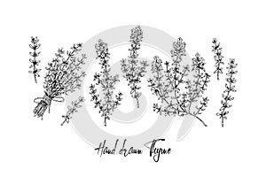 Hand drawn thyme branches and bunch vector illustration isolated on white. Botanical herbal plant in vintage sketch style. Thymus