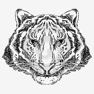 Hand drawn tiger
