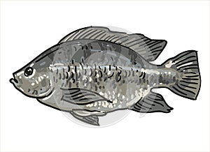 Hand drawn Tilapia fish vector illustration