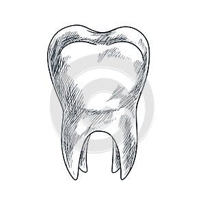 Hand drawn tooth with roots, sketchy style