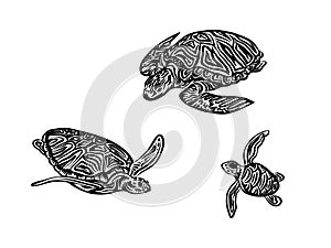 Hand drawn tortoise family outline sketch. Vector black ink drawing turtles isolated set on white background. Graphic animal