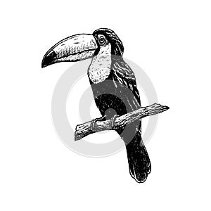 Hand drawn toucan. Vector sketch. Illustration of animal.