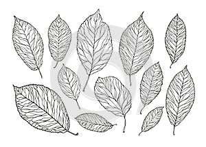 Hand drawn tree leaves. Nature, foliage sketch. Decorative vector illustration