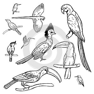 Hand drawn tropical birds. Vector  illustration