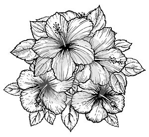Hand drawn tropical hibiscus flower bouquet with leaves. Sketch florals on white background. Exotic blooms, engraving style for