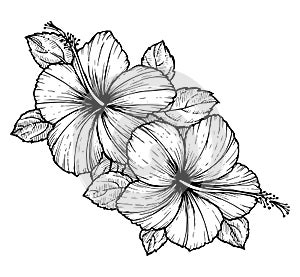 Hand drawn tropical hibiscus flower with leaves. Sketch florals on white background. Exotic blooms, engraving style for textile,