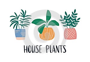 Hand-drawn tropical house plant. Trendy cozy home decor.