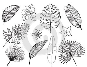 Hand drawn tropical leaves silhouette set. Set Leaf. Exotics. Vintage botanical illustration.