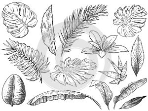 Hand drawn tropical leaves. Sketch tropic plants leafs, hand drawn exotic floral leaf vector illustration set