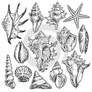 Hand drawn tropical marine seashells. Black and white graphic vector illustration.