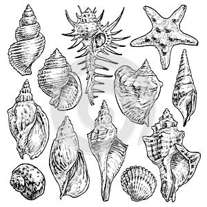 Hand drawn tropical marine seashells. Black and white graphic vector illustration.