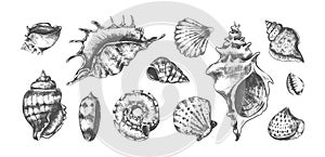 Hand drawn tropical marine seashells. Black and white sketch of bivalves or spiral clamshells. Underwater inhabitants